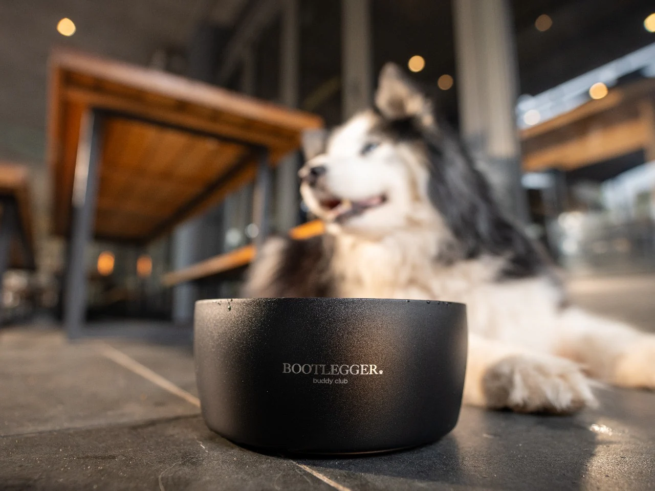 MiiR X Bootlegger Dog Bowls - Image 3