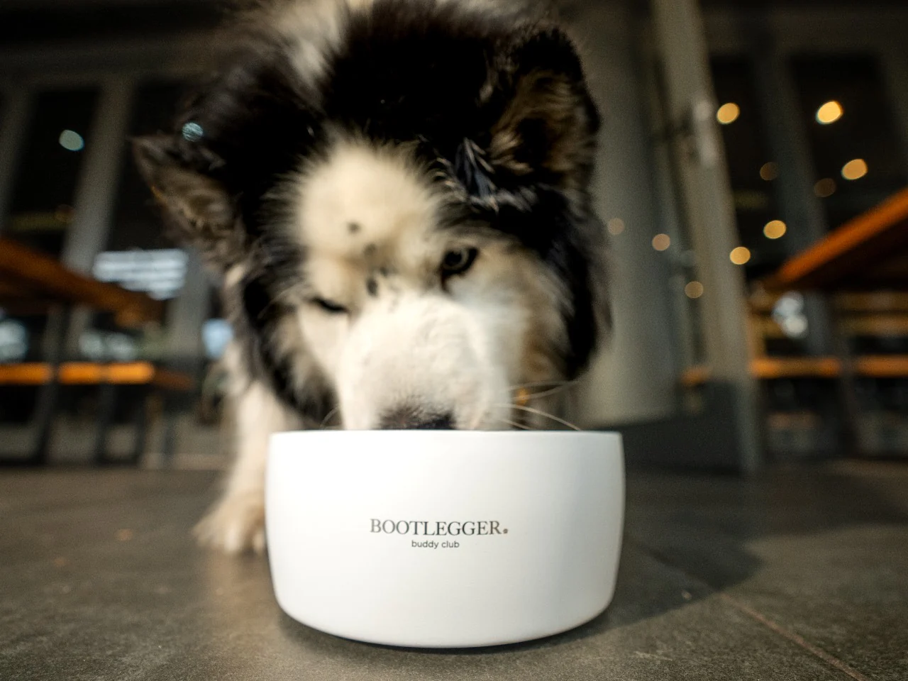 MiiR X Bootlegger Dog Bowls - Image 4